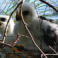 Grey Goshawk 2 youngs at Cairns Pioneer Cemeter<br />Canon EOS 7D + EF400 F5.6